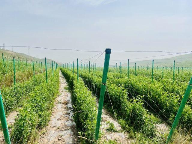 文化中国行｜风过两千年 铜奔马背上的六朝古都仍在 “奔跑”