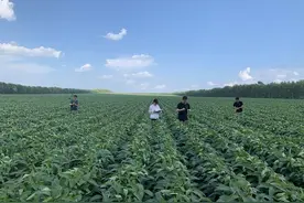 北大荒集团九三分公司：良法加持 大豆增产有底气图片