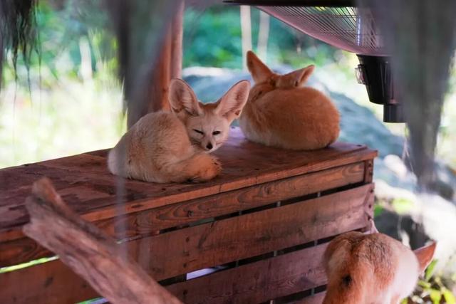 比电影还上头，重庆现实版“疯狂动物城”，超好逛！