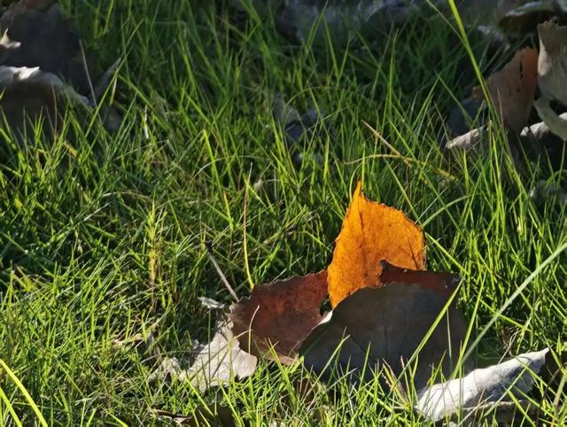 一键收藏！向化镇邀您打卡限定版秋色