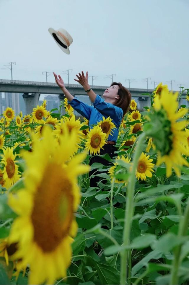 金秋有礼 绵阳有你 ‖ 游仙新晋网红打卡地：来石马看动车与向日葵花海的浪漫相遇
