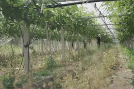 葡萄园里请来专属“造型师”，干完活还要飞机送回家，云南疏果工来青岛日赚超千元图片