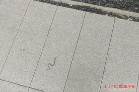 注意！雨后警惕 “蛇出没”！图片