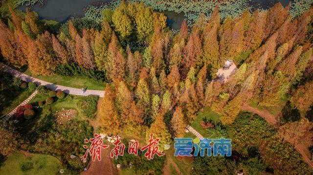 一年四季 泉在济南丨济南森林公园，秋日绘就斑斓盛景