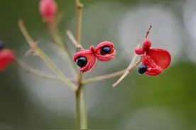 库卡瑟斯 | 哈耶克与现代自由主义图片