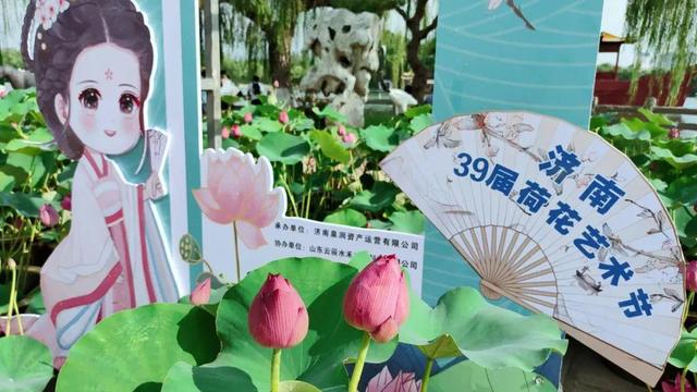 济南第39届荷花艺术节启幕，邀您共赏湖畔荷韵盛宴！（附赏荷攻略）