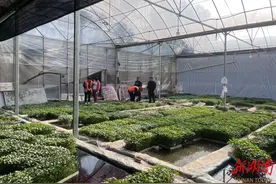 这对残疾夫妻为自己“种”出一个未来图片