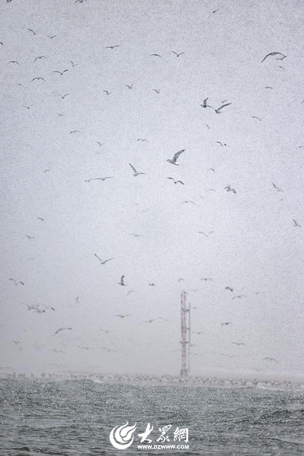 四季予你｜烟台：雪舞海畔，海鸥争涛