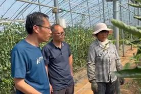 济南市莱芜区：农艺专家进大棚 指导果蔬“免中暑”图片