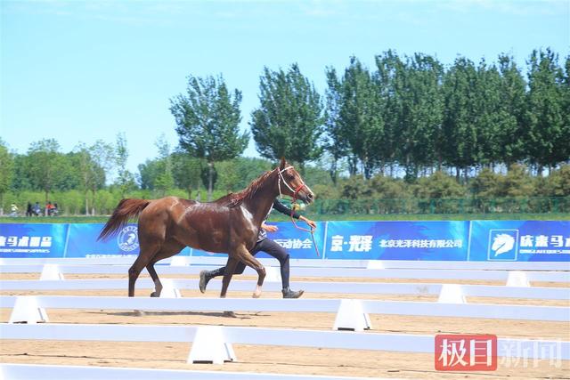 河北坝上草原受伤马匹前主人发声