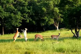 “五一”期间去这些景区，可以预约旅游直通车了图片