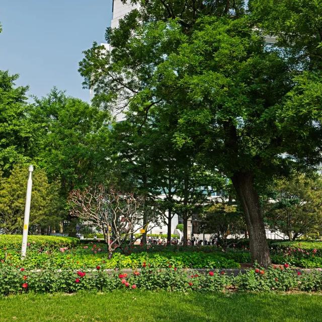 五月限定！西城花事正盛，赴一场初夏浪漫之约