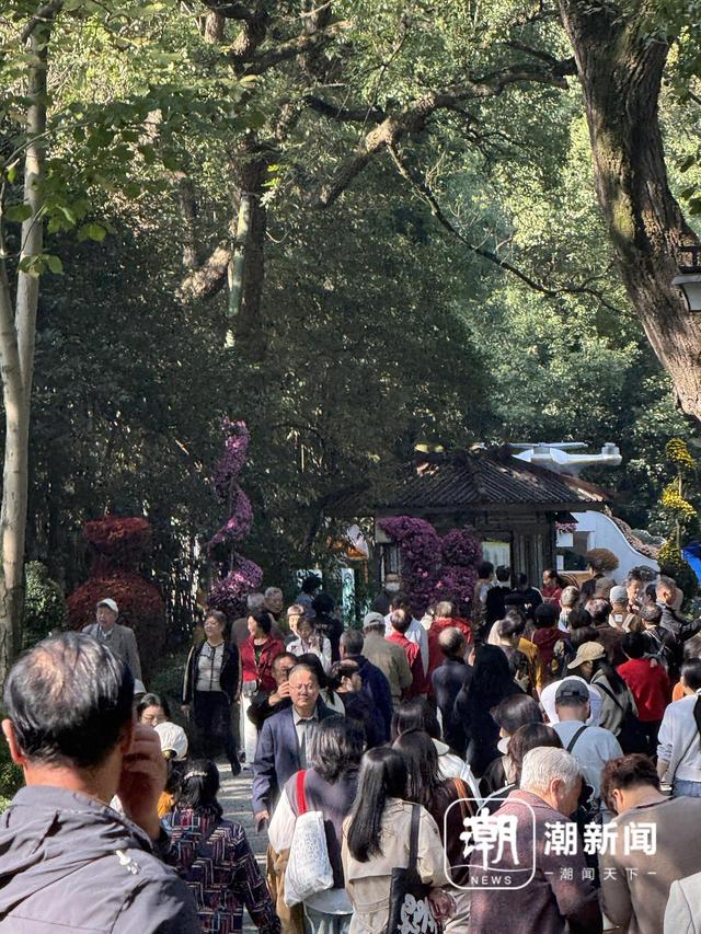 杭州植物园菊花展圈粉，读者留言故事更动人，潮新闻的免费门票明日送出