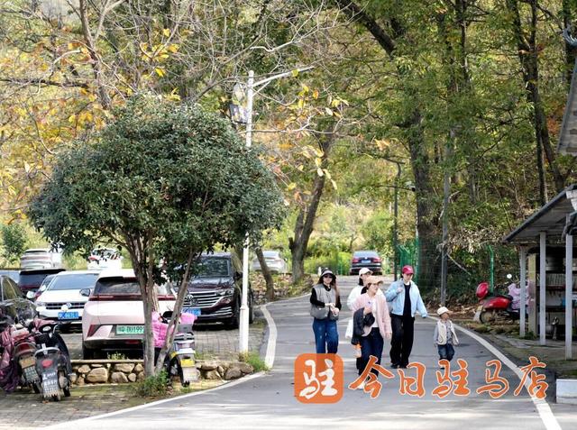 初冬金顶山：红叶染层林 漫山披盛装