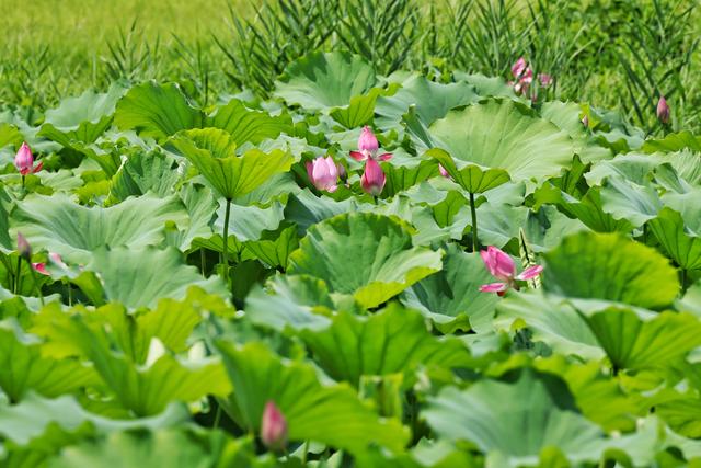 大暑时节圆明园荷花盛放 蜻蜓水鸟共绘“清凉图卷”