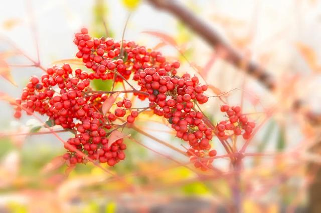 @0731，一组绿心秋色卡，请查收！