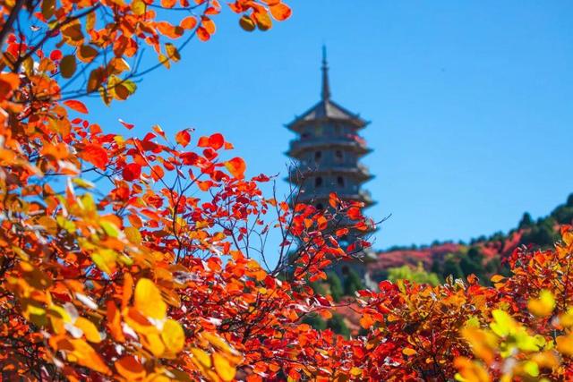 济南红叶谷教师节送福利，解锁多样山野乐趣