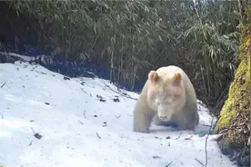 全球首只白色大熊猫是雄还是雌？图片