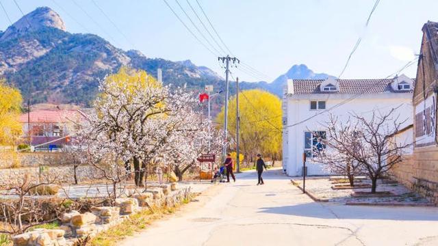 快来看！山东的杏花也太会开了