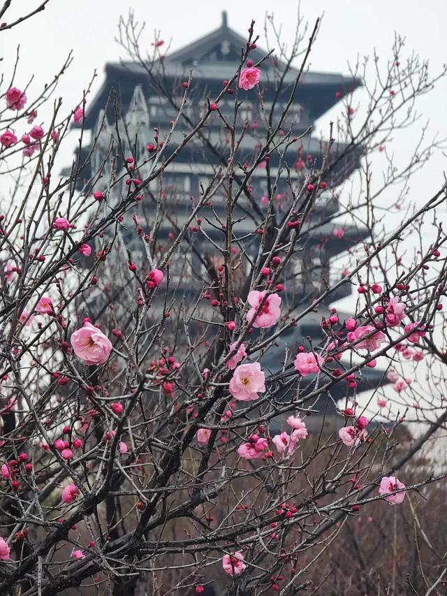 周末赏梅啦！推荐郑州这4个赏梅好去处，公交直达→