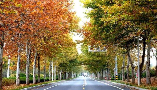 秋韵未央！来威海临港区，邂逅五彩斑斓的美！