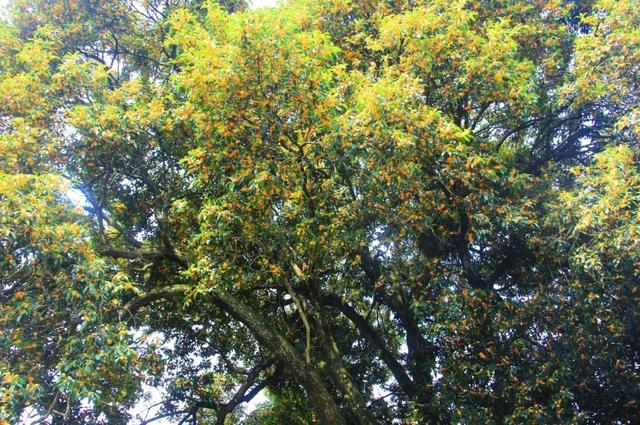 季节限定！浙江这些宝藏赏桂地与你“香”约~