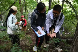 京西深山，免费研学！20名初中生将交出森林科考论文图片