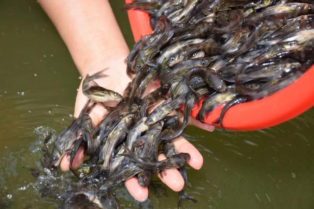 央视大片《珠江》里的花都⑤：山水滋养的田园至味