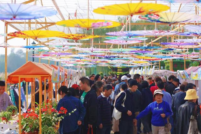 金菊铺锦映江城，志愿红暖赏菊路，武汉文旅志愿者护航金秋菊展