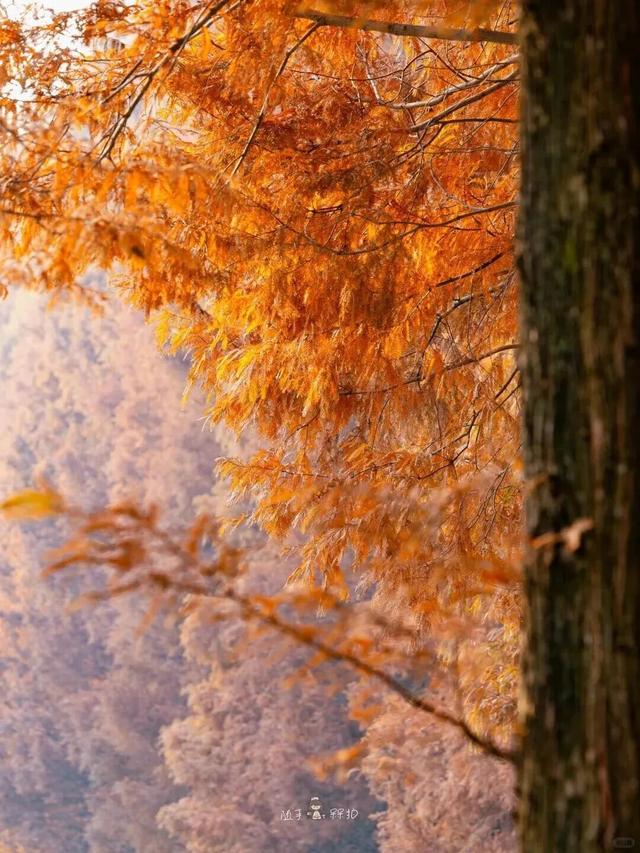 别错过，成都公园里的绝美冬景！