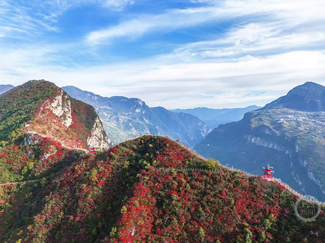 重庆巫山“三峡龙脊”红叶迎来观赏期