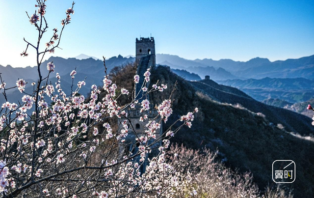 花开河北·经济绽放 | 万里长城＋万亩杏花，金山岭的“花期流量”藏不住了