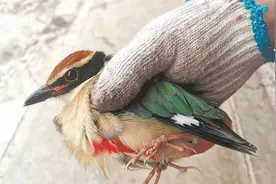 国家二级野生保护动物仙八色鸫（dōng）安全放归大自然图片