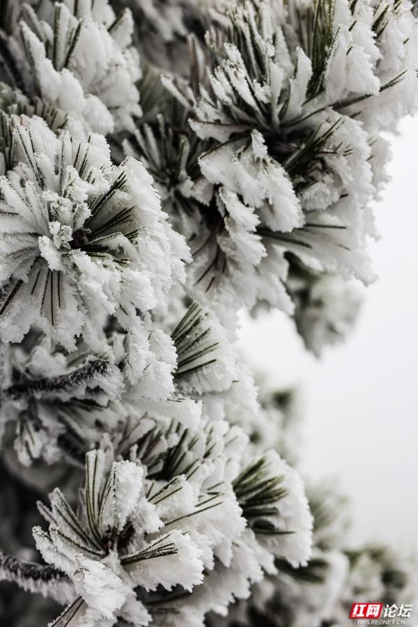 【每日一图@湖南】张家界冬日限定奇观！峰林裹银装，雾凇美出圈