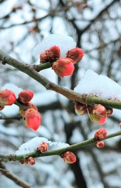 河南多地梅花雪中悄然盛开