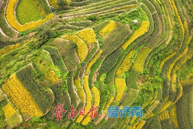 一年四季 泉在济南丨梯田绘就大地调色盘 美景藏 “金” 助力乡村振兴