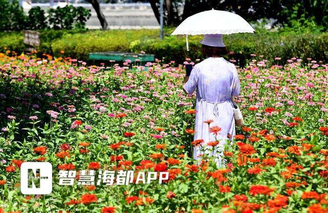 福州“多巴胺”花海上线！花期将延续至国庆中秋假期