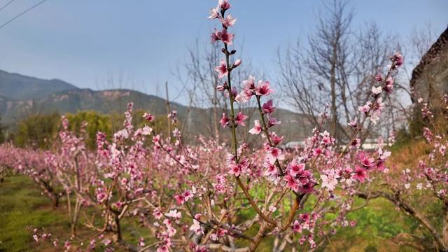 宾川鸡足山三千亩桃花绽放 绘就春日田园诗画