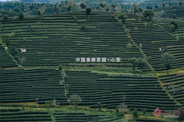 “茶香引路咖香伴” 2025七彩云南格兰芬多走进普洱思茅感受漫野风和骑行情