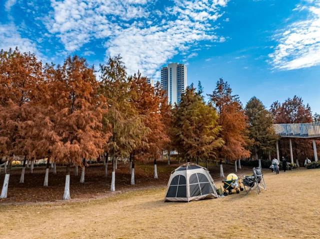 官宣：武汉这里开放露营！已进入最佳观赏期