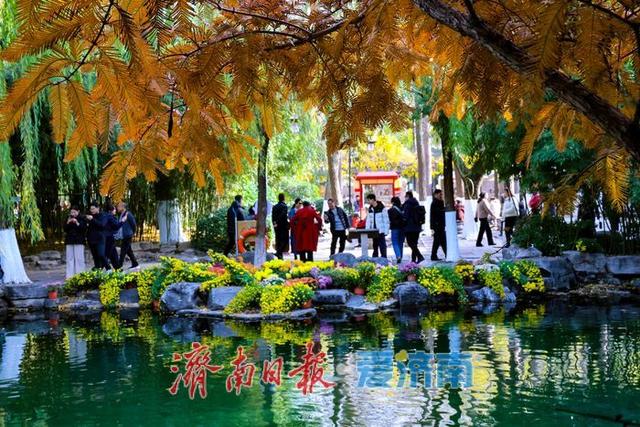 一年四季 泉在济南丨菊韵映泉 趵突泉初冬景致引客来