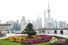 北外滩球菊花海限时登场，魔都秋色地图含“金”量正在上升图片