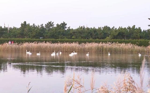 南海新区：天鹅归来鸟儿聚 生态美景入画来