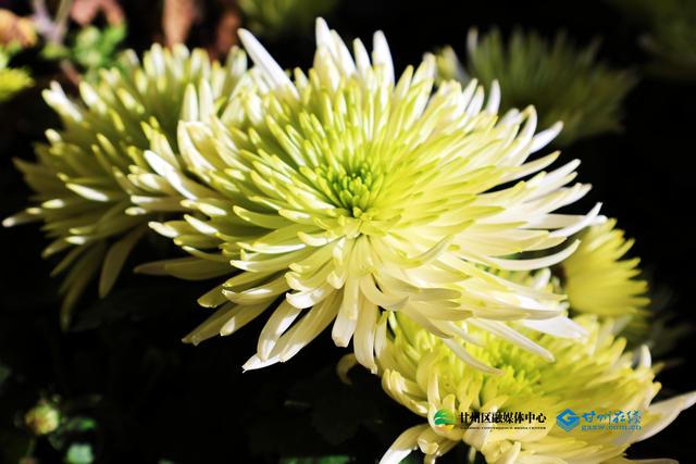 甘州府城：一半是人间烟火，一半是菊韵诗魂