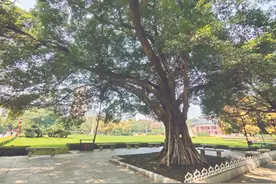 树说广州 | 促根复壮 古榕展英姿图片