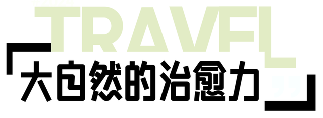绝美出片打卡地！一棵全泰安最孤独的树，就在这里……