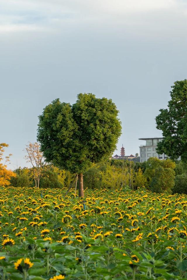 又要火了！南通这片花海，太出片了！赶紧去打卡