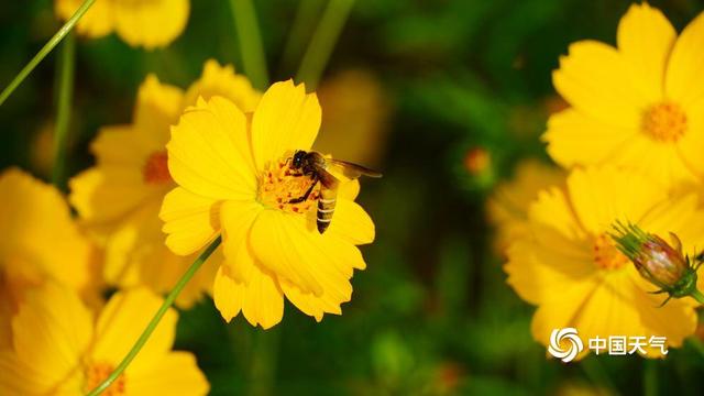 百色福禄河湿地公园：秋日花海绚烂 市民尽享浪漫时光