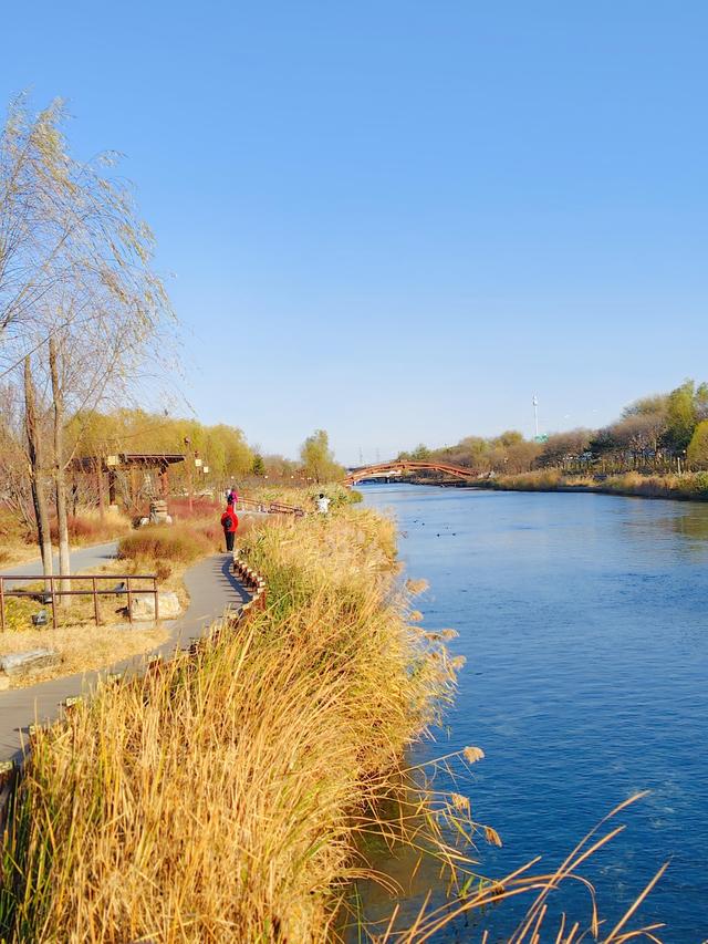 清河之洲好似江南水乡：冬阳芦苇碎碎金，野鸭浮波阵阵漪