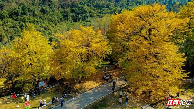 岁暖时刻丨去桐子坳走走：让银杏叶落在肩头，让百年古树的皱纹蹭过掌心